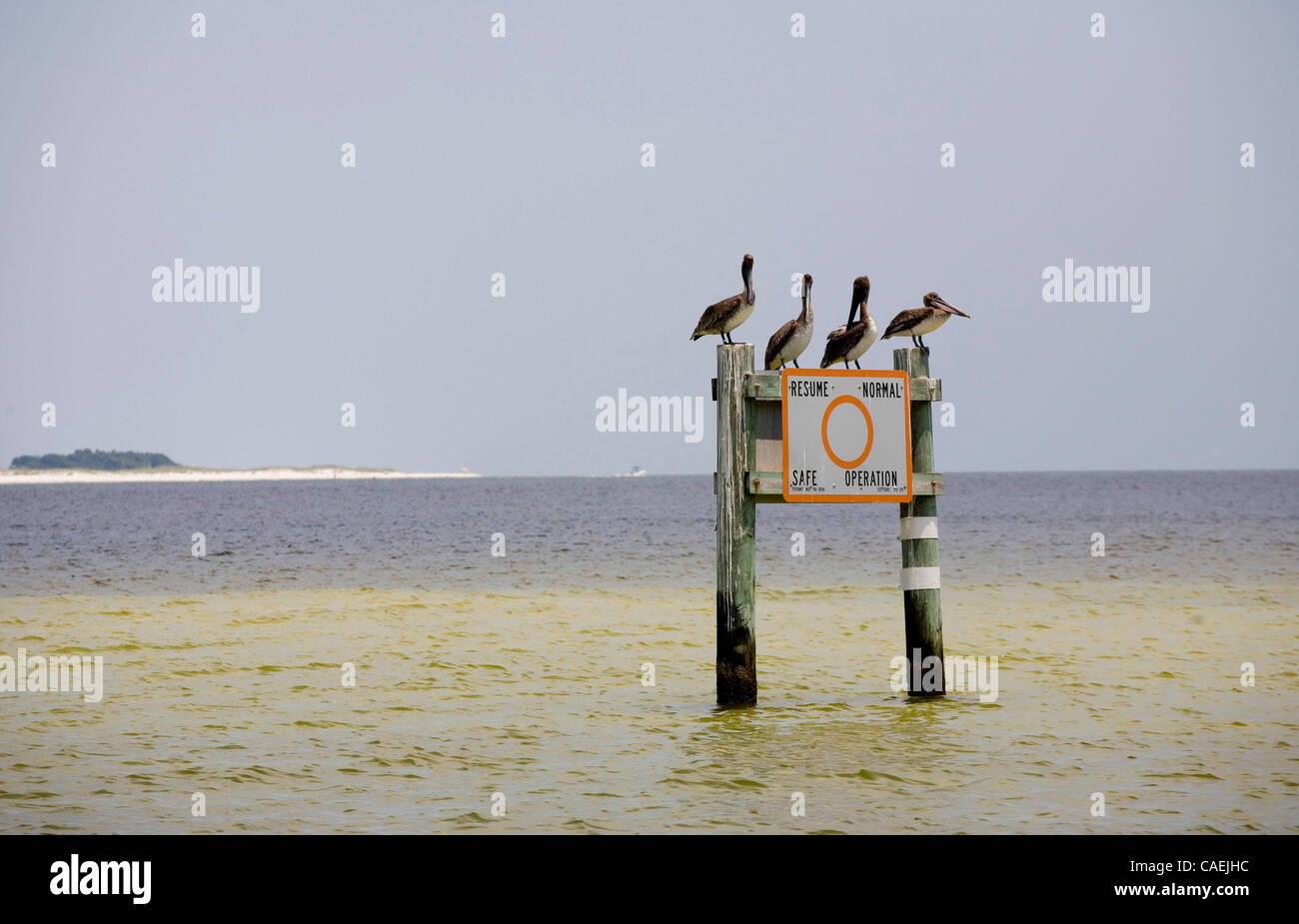 Jun 18, 2010 - La spiaggia di Pensacola, Florida, Stati Uniti - Pellicani, la spiaggia di Pensacola, FL. La Deepwater Horizon fuoriuscita di petrolio è un continuo massiccia fuoriuscita di petrolio nel golfo del Messico, ora considerata la più grande fuoriuscita offshore nella storia degli Stati Uniti. Il versamento deriva da un mare di olio a pavimento gusher che risultavano dal 20 aprile Foto Stock