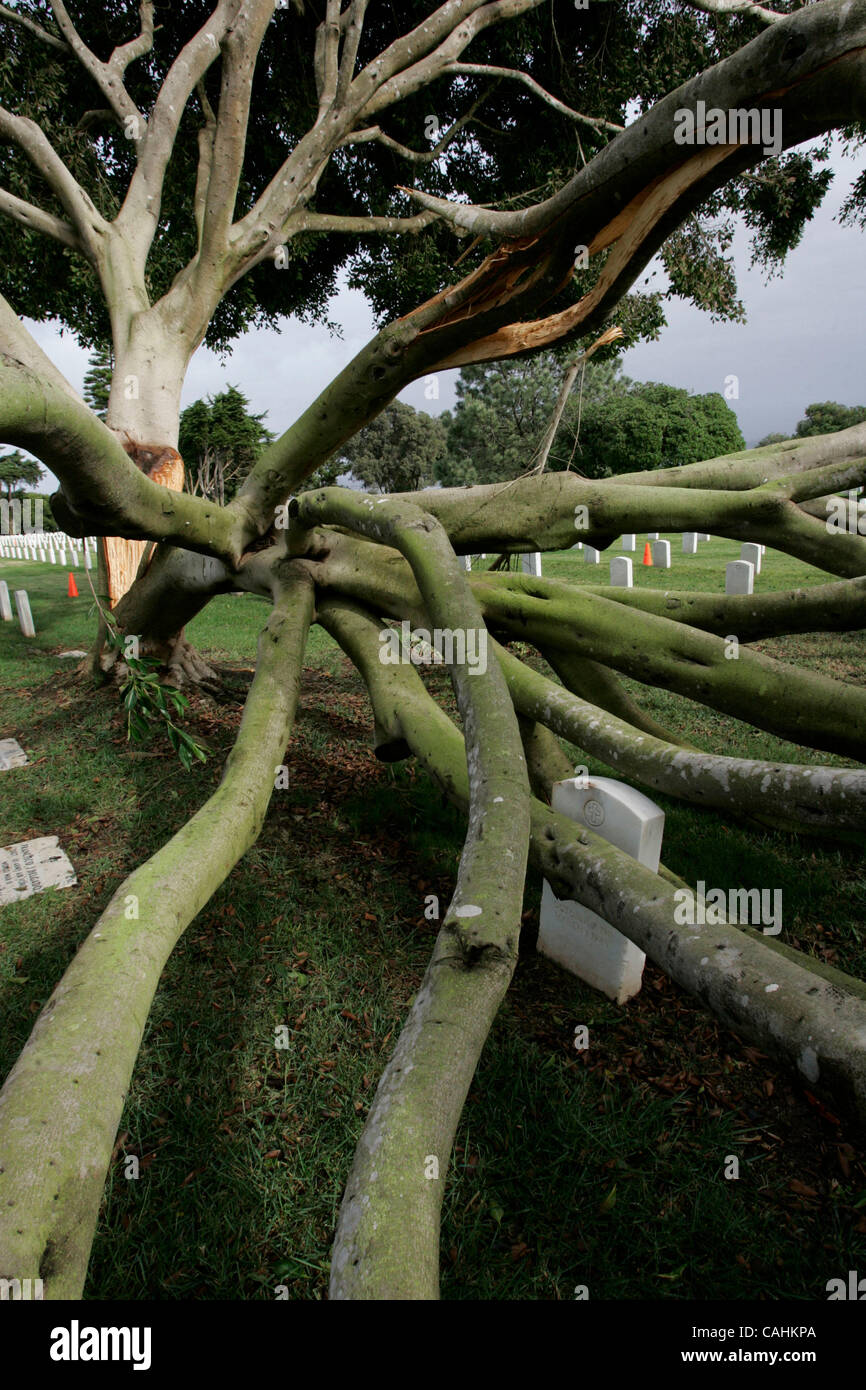 Dicembre 7, 2007, San Diego, California, danni causati dalla tempesta davanti che spazzato attraverso San Diego County il venerdì mattina era evidente dal al Ft. Rosecrans Cimitero Nazionale dove diversi alberi di grandi dimensioni sono stati divisi a metà, coprendo gli oggetti contrassegnati per la rimozione definitiva. Credito: Foto da JOHN GIBBINS/San Diego U Foto Stock
