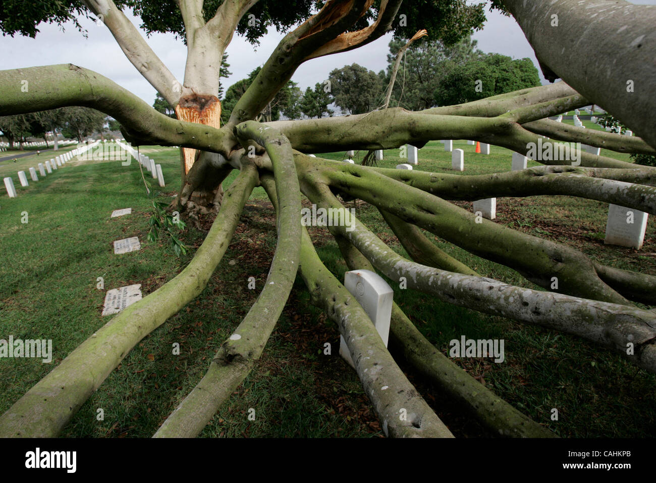 Dicembre 7, 2007, San Diego, California, danni causati dalla tempesta davanti che spazzato attraverso San Diego County il venerdì mattina era evidente dal al Ft. Rosecrans Cimitero Nazionale dove diversi alberi di grandi dimensioni sono stati divisi a metà, coprendo gli oggetti contrassegnati per la rimozione definitiva. Credito: Foto da JOHN GIBBINS/San Diego U Foto Stock