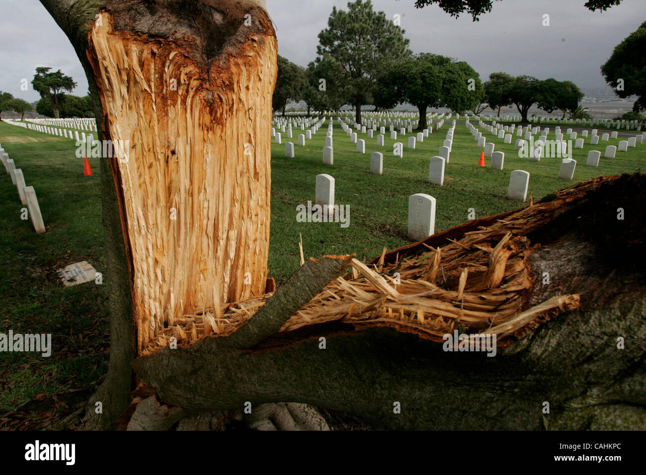 Dicembre 7, 2007, San Diego, California, danni causati dalla tempesta davanti che spazzato attraverso San Diego County il venerdì mattina era evidente dal al Ft. Rosecrans Cimitero Nazionale dove diversi alberi di grandi dimensioni sono stati divisi a metà, coprendo gli oggetti contrassegnati per la rimozione definitiva. Credito: Foto da JOHN GIBBINS/San Diego U Foto Stock