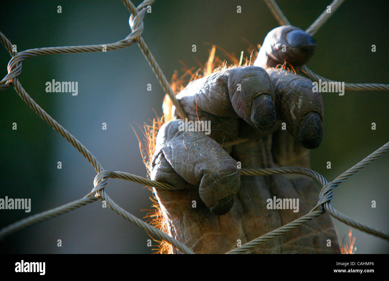 Orangutan giocare durante la Ape Giornata di sensibilizzazione presso il Los Angeles Zoo il 9 dicembre 2007 a Los Angeles, California. Ape Giornata di sensibilizzazione in primo piano cabine con informazioni sui vari primati offerti al pubblico a sostegno della conservazione di primate. Foto Stock