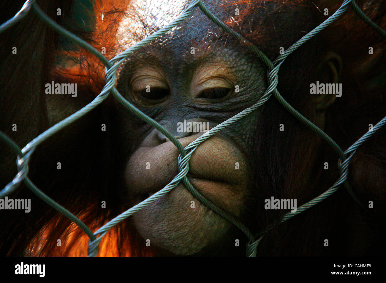 Orangutan giocare durante la Ape Giornata di sensibilizzazione presso il Los Angeles Zoo il 9 dicembre 2007 a Los Angeles, California. Ape Giornata di sensibilizzazione in primo piano cabine con informazioni sui vari primati offerti al pubblico a sostegno della conservazione di primate. Foto Stock