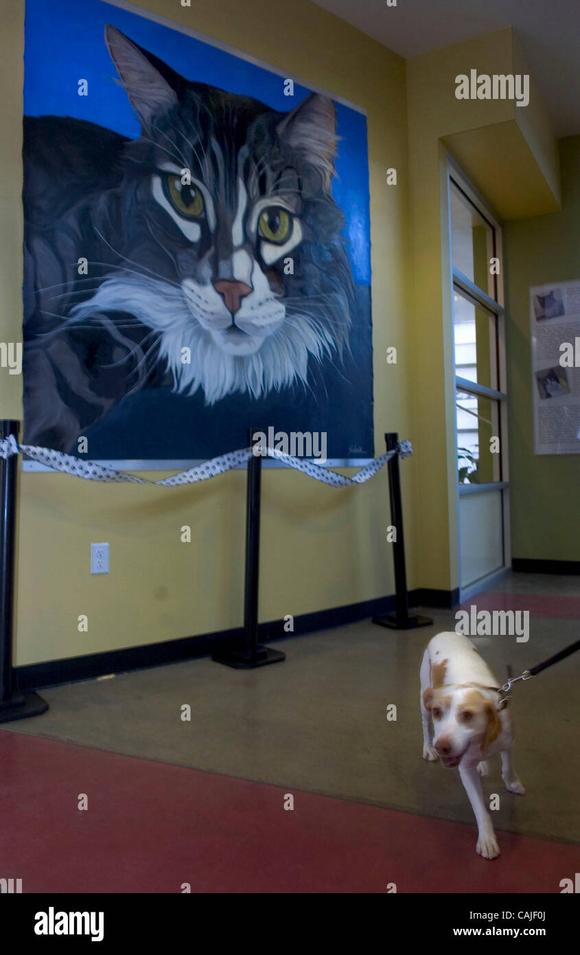 Nella parte anteriore del ancora bagnato ritratto di Tiger, chi è il nuovo SPCA cat habitat è chiamato con il nome di pesche tira su il suo guinzaglio tenuto dal proprietario, Saray (CQ) Munoz, del Sacramento. Munoz e la sua famiglia sono a SPCA di adottare un cane. SPCA terrà la grande apertura di Tiger's Habitat, un nuovo stato della tecnica habitat cat Foto Stock
