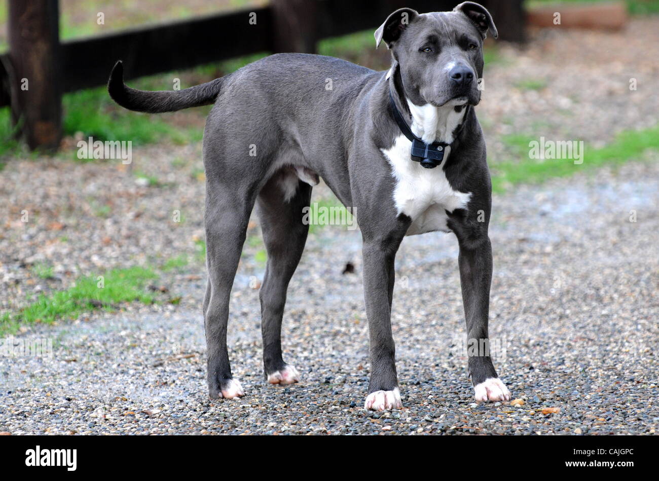 Un Pitbull cane in un ranch di Santa Ynez,CA. il 7 gennaio 2011.(Immagine di credito: © Giovanni Pyle/Cal Sport Media/ZUMAPRESS.com) Foto Stock