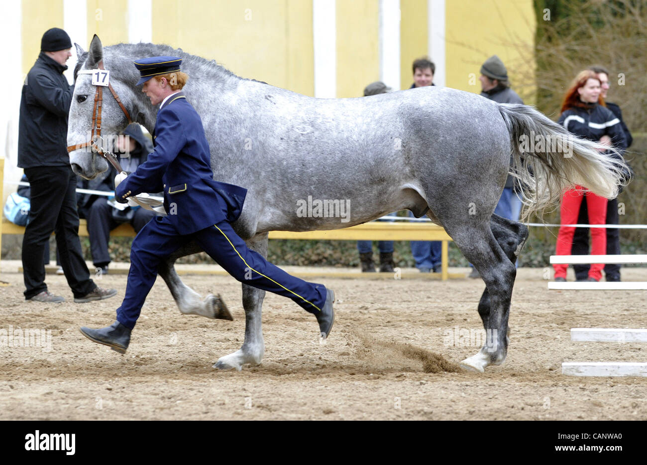 Asta a molla di oldkladrubs cavalli nel National Stud di Kladruby nad Labem, Repubblica Ceca, sabato, 31 marzo 2012. (CTK foto/Alexandra Mlejnkova) Foto Stock