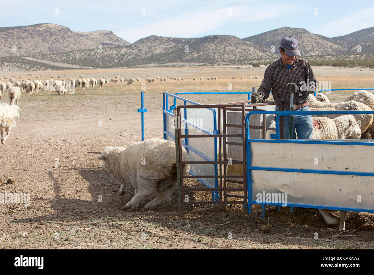 Pecore venga tranciata durante l annuale di primavera stagione di agnello. Raccolta di lana per i prodotti tessili e di abbigliamento. Herder separa le pecore per essere tranciato per la lana. La lana di smistamento per qualità di vendere. Elevato valore di reddito di quest'anno. Foto Stock