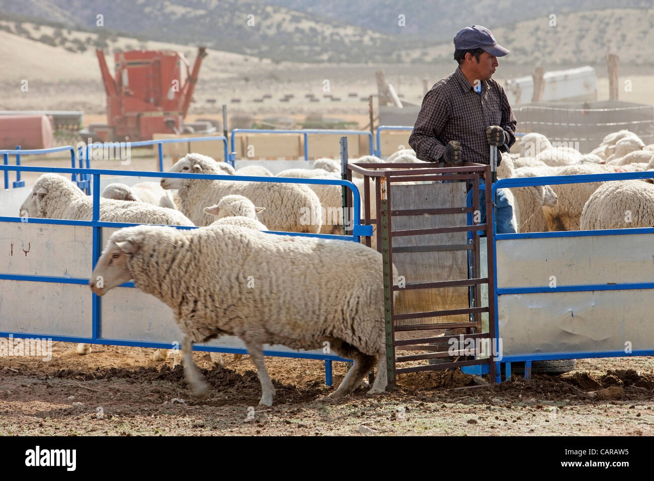 Pecore venga tranciata durante l annuale di primavera stagione di agnello. Raccolta di lana per i prodotti tessili e di abbigliamento. Herder separati pecora essere tagliata. La lana di smistamento per qualità di vendere. Elevato valore di reddito di quest'anno. Foto Stock