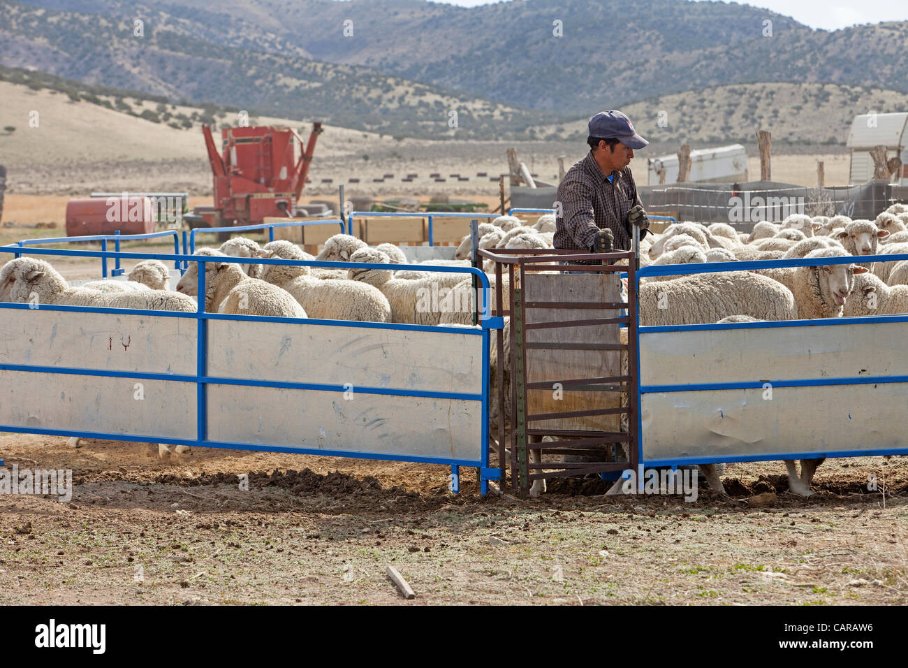 Pecore venga tranciata durante l annuale di primavera stagione di agnello. Raccolta di lana per i prodotti tessili e di abbigliamento. La separazione di pecora essere tagliata. La lana di smistamento per qualità di vendere. Elevato valore di reddito di quest'anno. Foto Stock