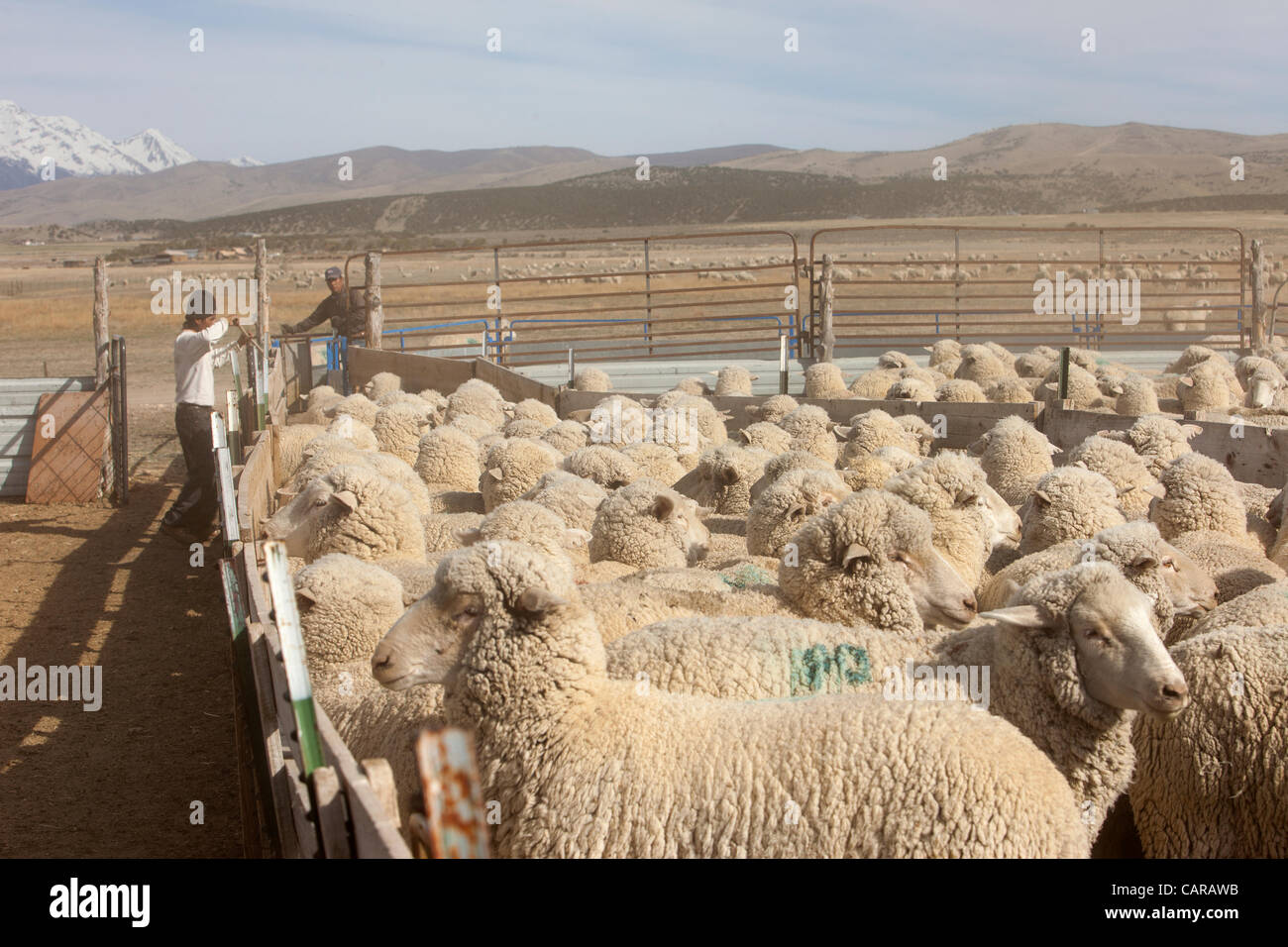 Pecore venga tranciata durante l annuale di primavera stagione di agnello. Raccolta di lana per i prodotti tessili e di abbigliamento. Pecore in attesa di tranciatura nel corral. La lana di smistamento per qualità di vendere. Elevato valore di reddito di quest'anno. Foto Stock