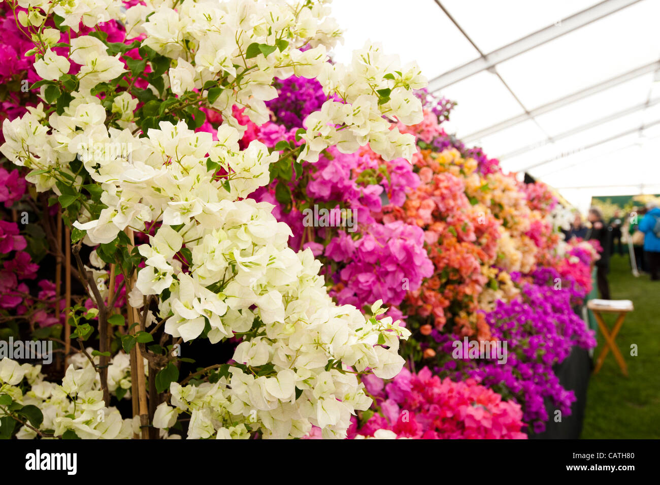 Marquee floreali presentano venerdì 20 aprile 2012, il primo giorno di RHS mostrano in Cardiff Bute Park, Wales, Regno Unito. Colorate buganvillee da Westdale vivai. Visualizzare premiato con un RHS Silver-Gilt Flora medaglia. Foto Stock