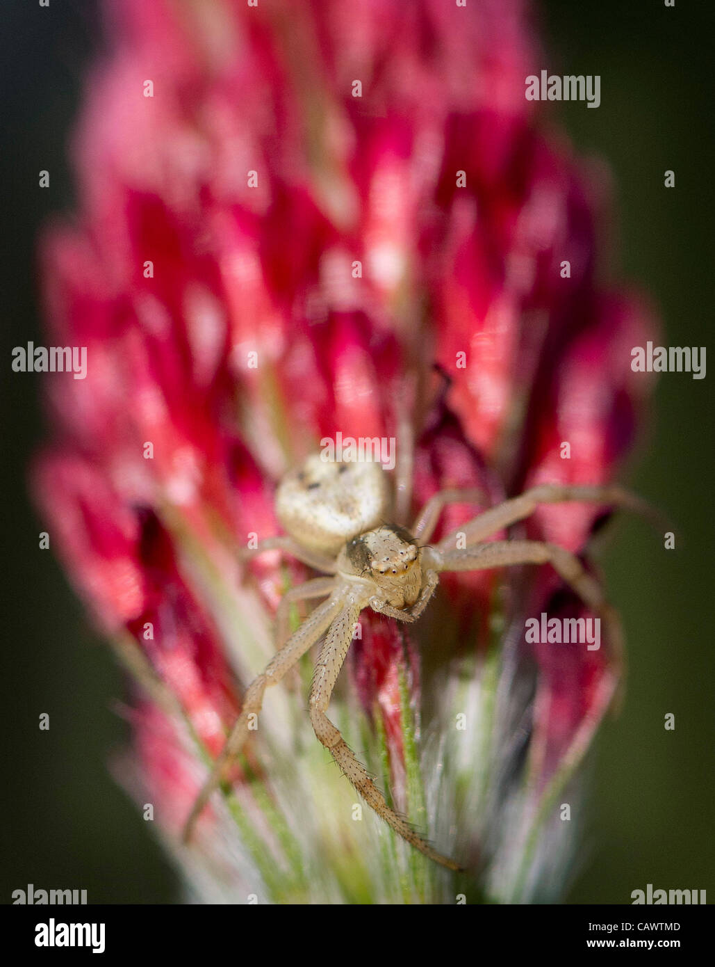 Aprile 28, 2012 - Roseburg, Oregon, Stati Uniti - un ragno predatore si arrampica su un trifoglio di cremisi che cresce in un campo nei pressi di Roseburg. (Credito Immagine: © Robin Loznak/ZUMAPRESS.com) Foto Stock