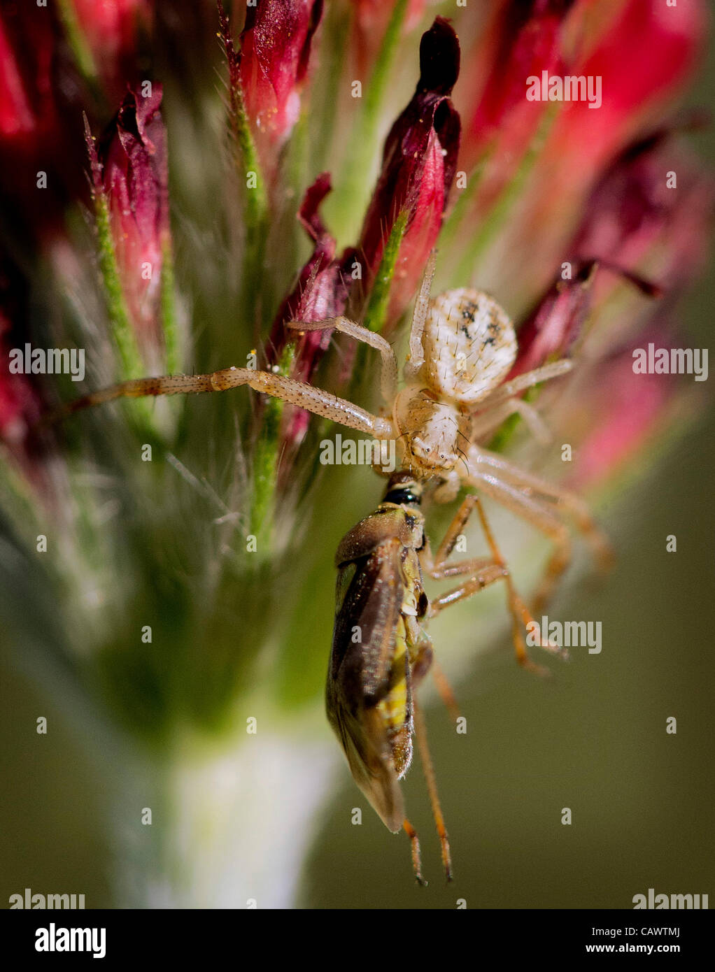 Aprile 28, 2012 - Roseburg, Oregon, Stati Uniti - un ragno predatori aggrappato a un insetto su un trifoglio di cremisi che cresce in un campo nei pressi di Roseburg. (Credito Immagine: © Robin Loznak/ZUMAPRESS.com) Foto Stock