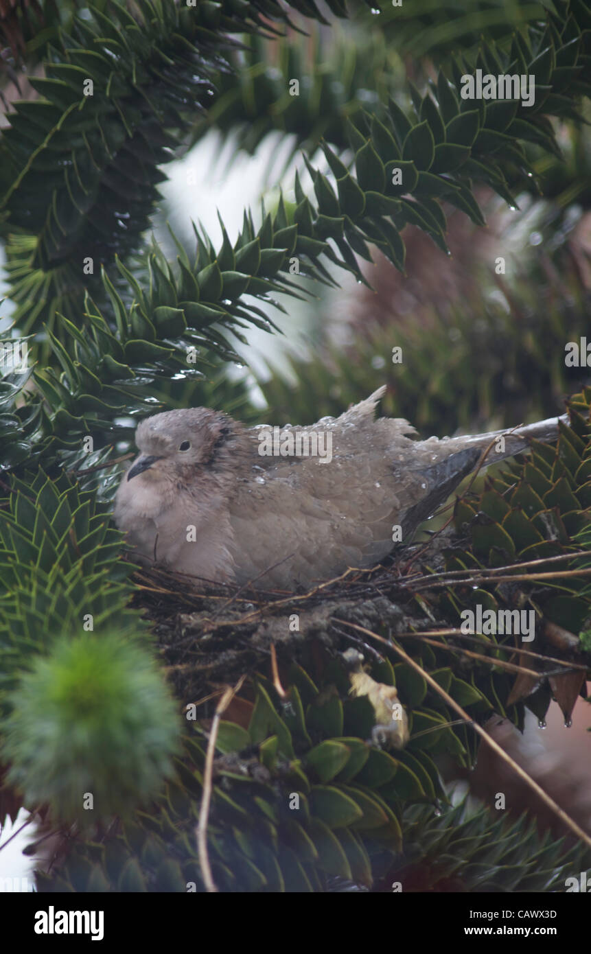 Colava nidificante in gennaio. Seduto su pulcini appena schiusa in un albero di puzzle scimmia, con quasi nessun riparo durante il tempo e gales wintry. Foto Stock