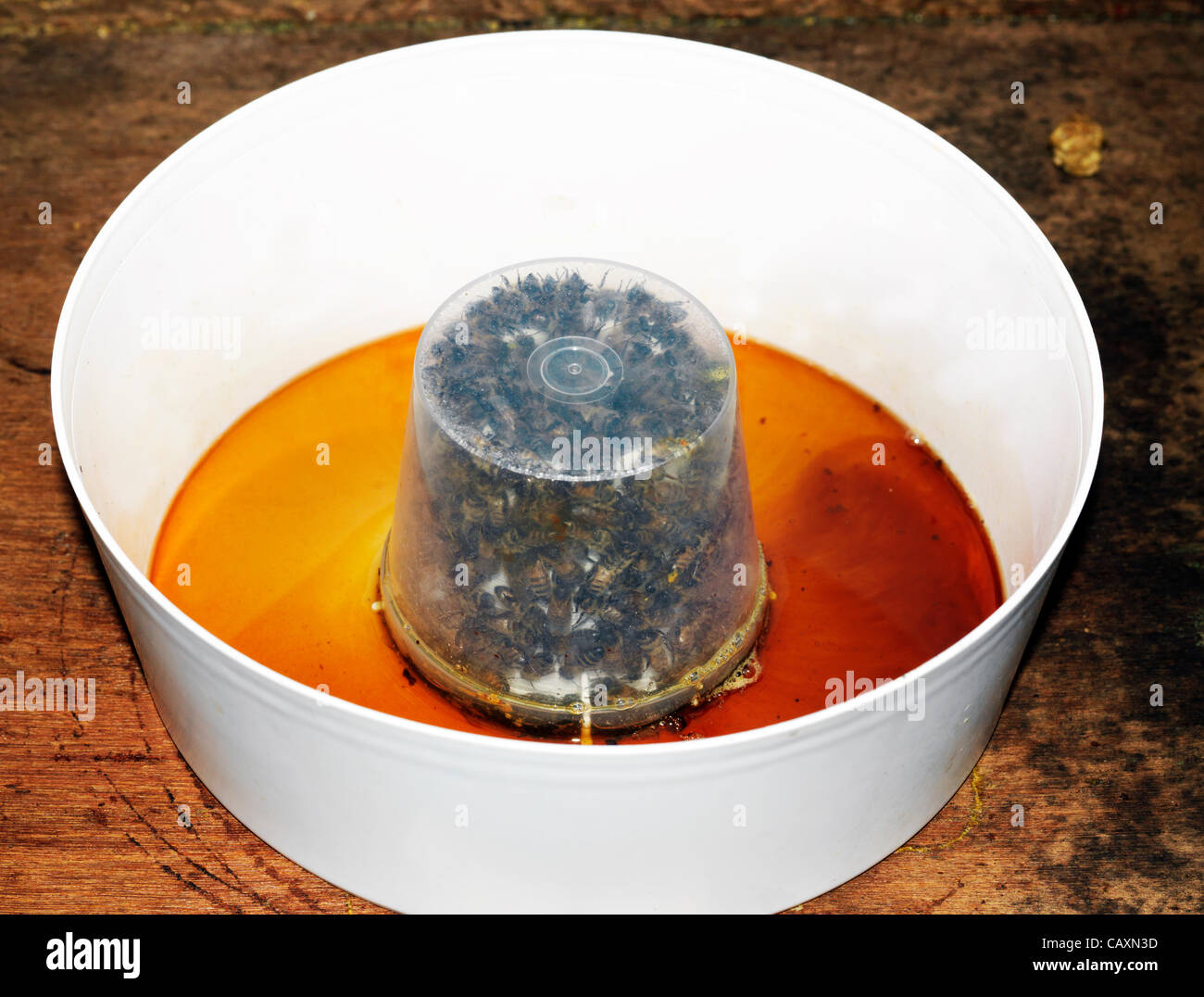 Il miele delle api i numeri sono in un drammatico calo dopo la primavera umida Meteo li rende incapaci di foraggio per il cibo queste API sono alimentati il miele invece di produrre. In molti alveari di coloro che muoiono di fame regine hanno smesso di deposizione delle uova. Foto Stock