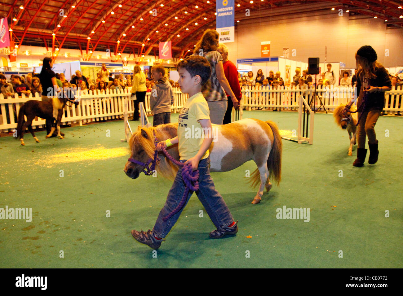 Londra, Regno Unito. Domenica 13 maggio 2012. Pony in miniatura, piccolo display a cavallo presso il London Pet mostra 2012 Foto Stock