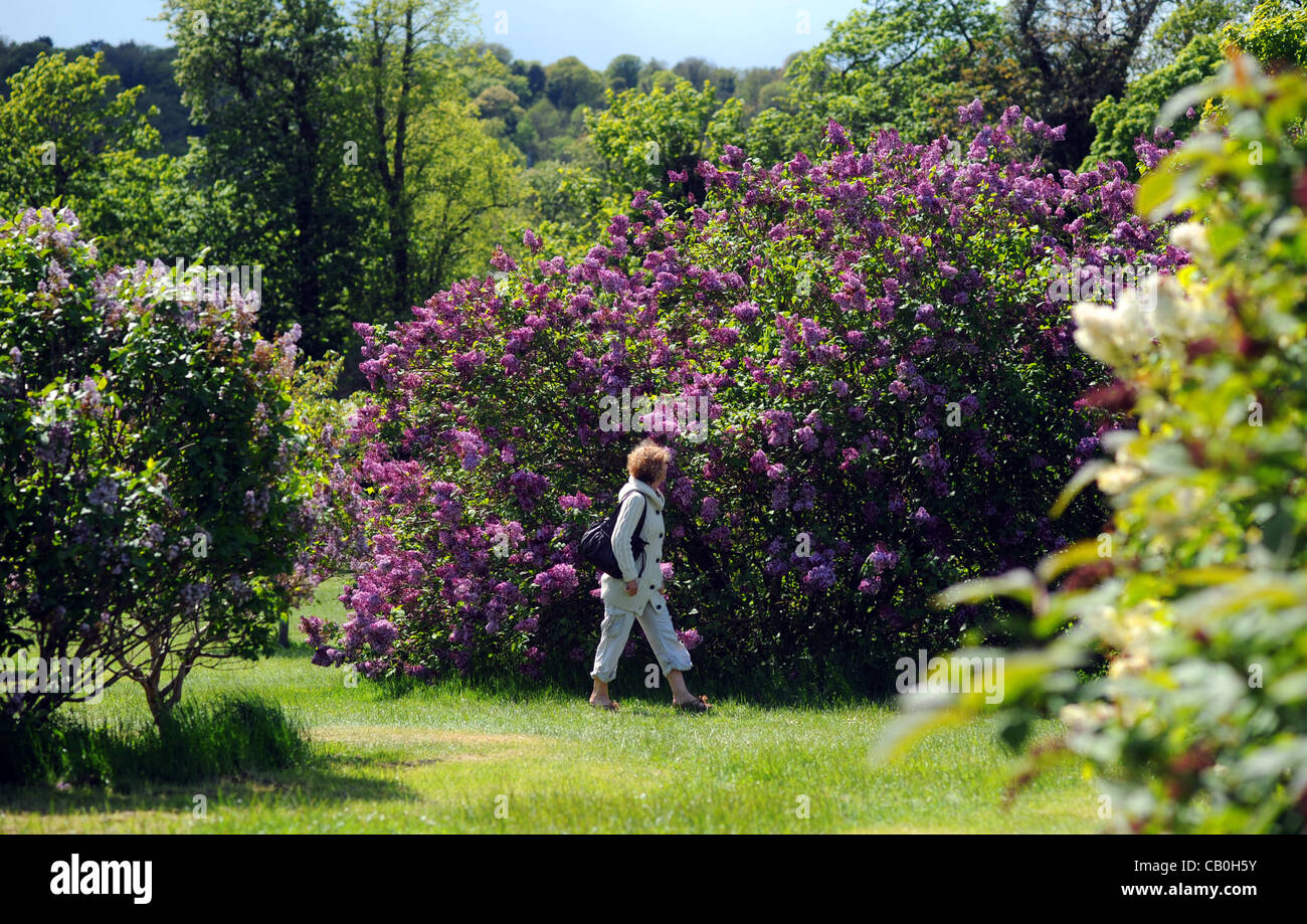 Brighton SUSSEX REGNO UNITO - I lillã in piena fioritura al Parco Withdean Brighton oggi come un viandante gode il profumo e il sole primaverile Foto Stock