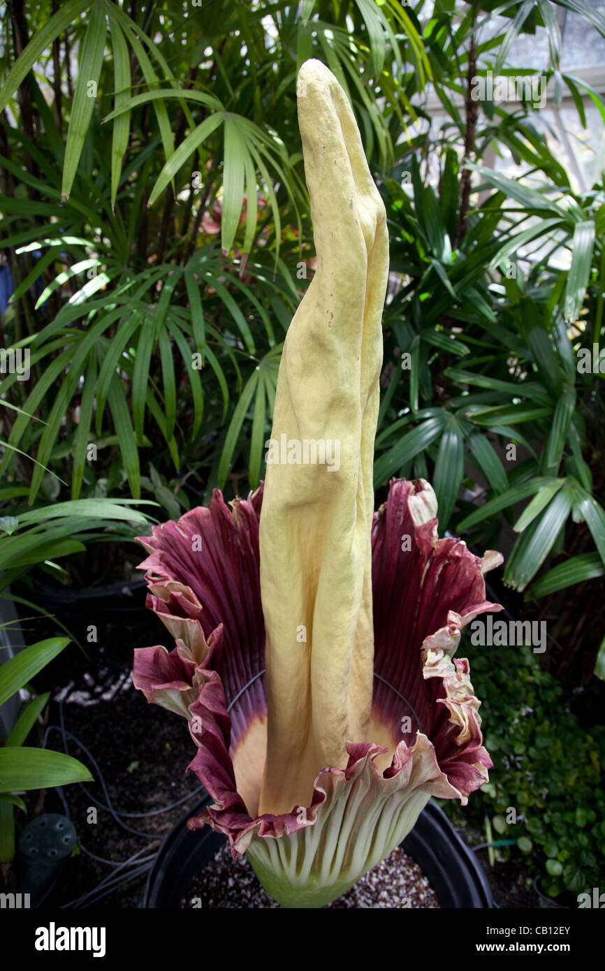 Amorphophallus titanum (corpse fiore) blumi a Honolulu, Hawaii presso il Giardino Botanico Foster. Il fiore sboccia solo una volta ogni cinque anni ed emana un odore di marciume carne. Foto Stock