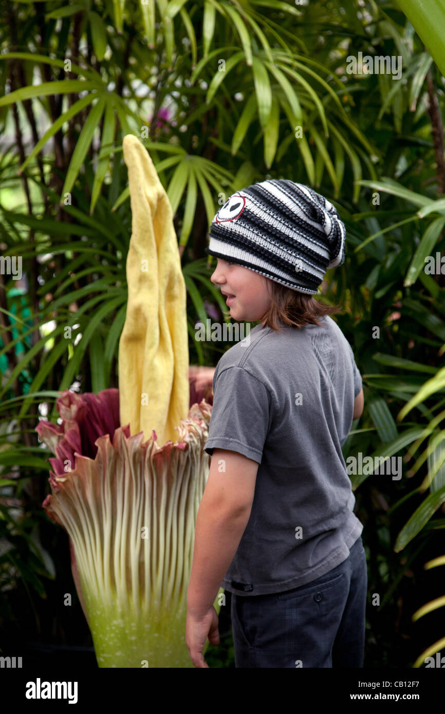 Un giovane bambino in piedi vicino al Amorphophallus titanum (corpse fiore) fioritura. Il fiore sboccia solo una volta ogni cinque anni ed emana un odore spesso descritto come marciume carne. Foto Stock