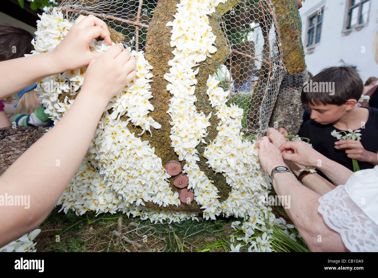 I giovani e i vecchi lavorano insieme per decorare le sculture di filo con narciso e per fare in modo che siano pronti per la parata del 53 Festival di narciso, Bad Aussee, Ausseerland, Stiria, Austria, Sabato 19 Maggio, 2012. Foto Stock