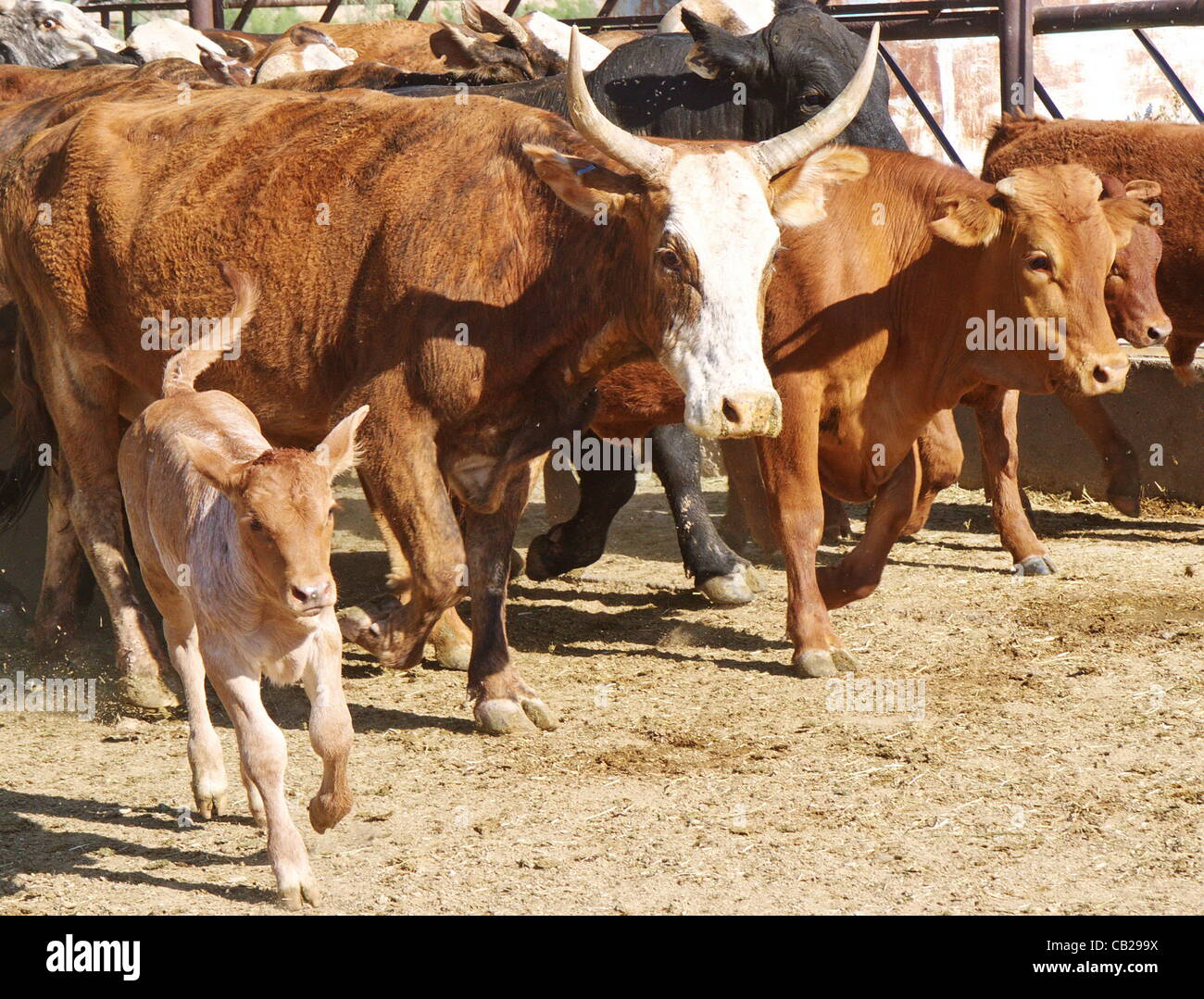 16 maggio 2012 - Riverside, NV, Stati Uniti - Vacche e vitelli sul VO Ranch, altrimenti noto come Bundy Ranch, in Riverside, Nevada il 16 maggio 2012. (Credito Immagine: © Mike Stotts/ZUMAPRESS.com) Foto Stock