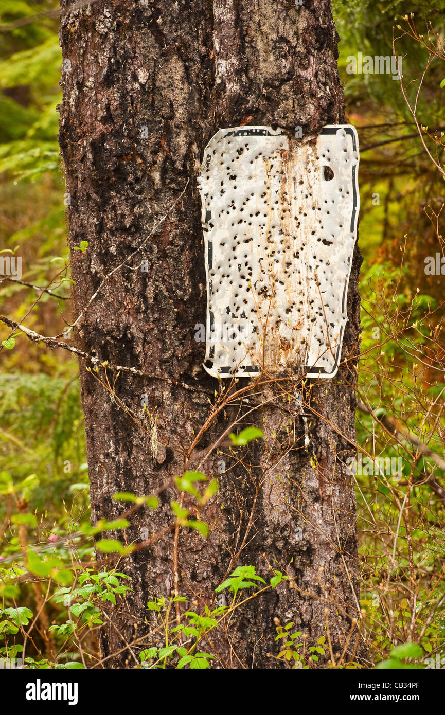 Sitka in Alaska, 27 maggio 2012 il vecchio segno riddled con fori di proiettile vicino al porto strada di montagna nel sud-est dell Alaska Tongass National Forest. Foto Stock