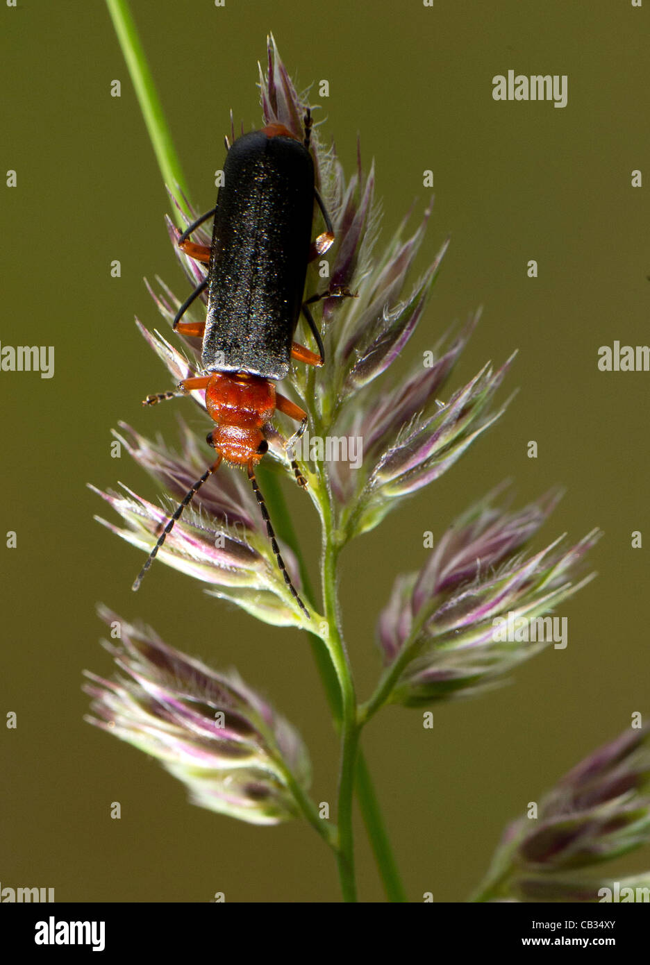 27 maggio 2012 - Roseburg, Oregon, Stati Uniti - un soldato beetle si arrampica su di un impianto in un campo di fieno in un ranch nei pressi di Roseburg. Soldato coleotteri sono altamente desiderata da giardinieri come agenti di controllo biologico. I coleotteri consumano grasshopper uova, afidi, bruchi, e altri con corpo morbido di insetti. (Credito Immagine: © Foto Stock