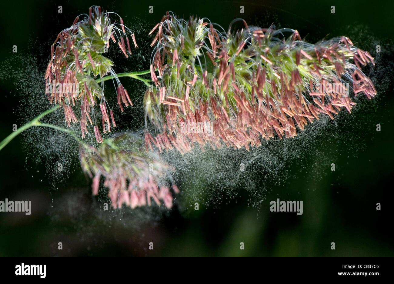 28 maggio 2012 - Roseburg, Oregon, Stati Uniti - i grani di polline cadono dalla coppia fioritura erba di pascolo su una fattoria vicino a Roseburg. Tarda primavera ed estate sono spesso peggiori stagioni per chi soffre di allergie a causa di elevate quantità di polline nell'aria. (Credito Immagine: © Robin Loznak/ZUMAPRESS.com) Foto Stock