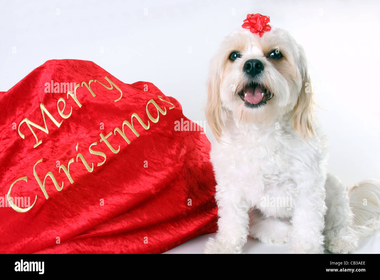 Un Cavalier King Charles Spaniel cucciolo regalo con un fiocco rosso  accanto a un Natale di Santa in borsa Foto stock - Alamy