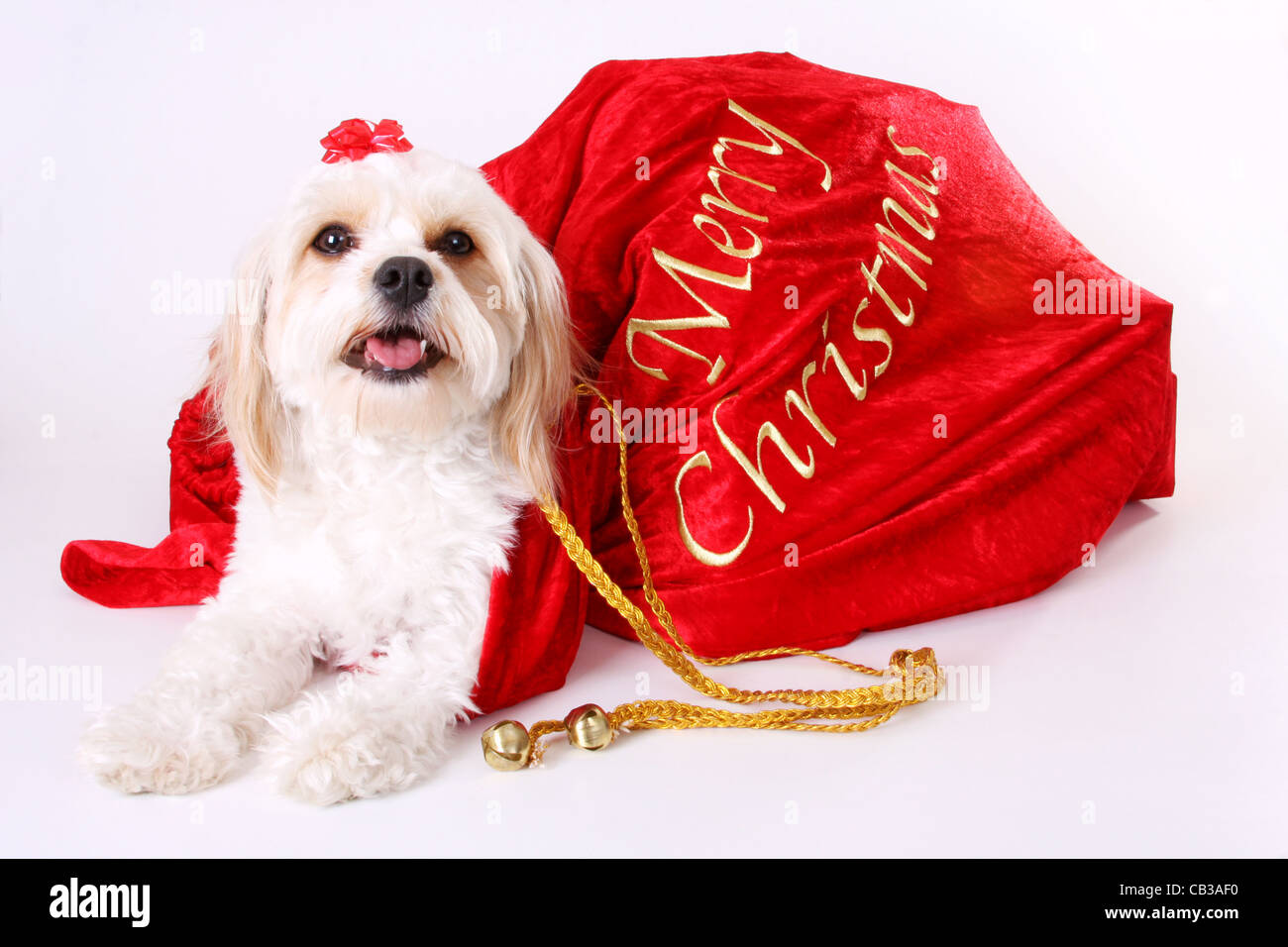 Un Cavalier King Charles Spaniel cucciolo regalo di Natale Foto Stock