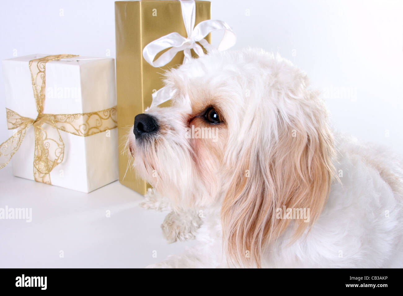 Cavalier King Charles Spaniel e Yorkiepoo cani con Doni di natale Foto Stock