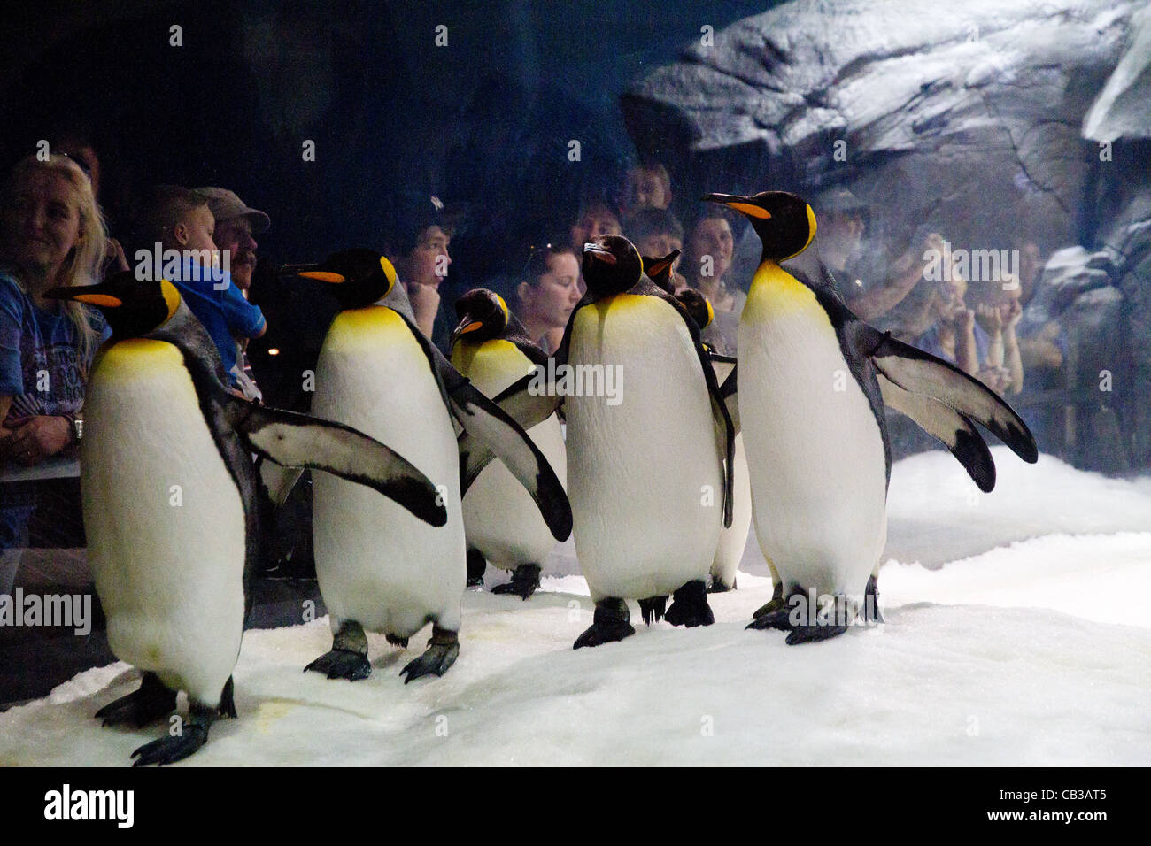 Pinguini imperatore (Aptenodytes forsteri) in cattività Foto Stock