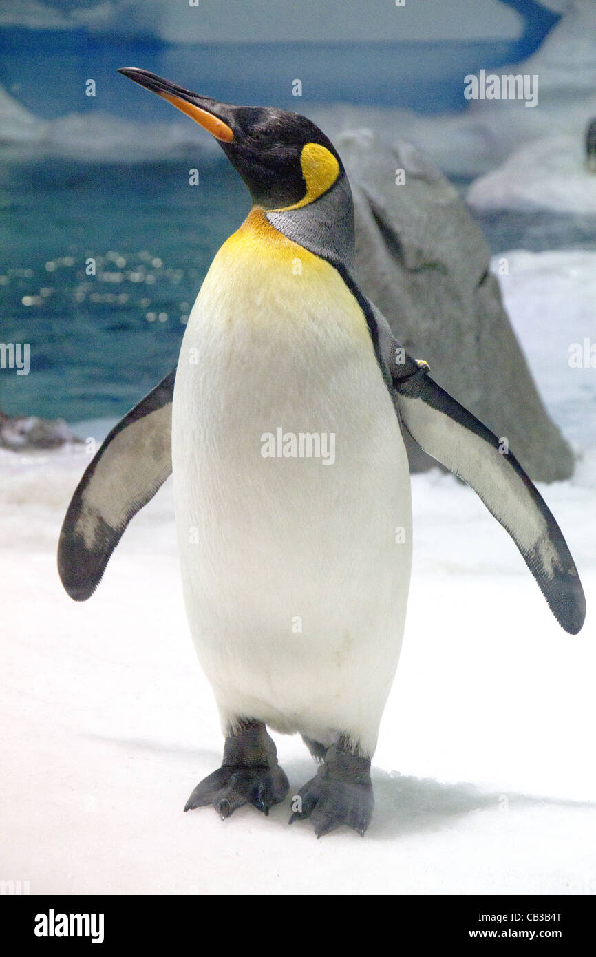 Pinguino imperatore (Aptenodytes forsteri) Foto Stock