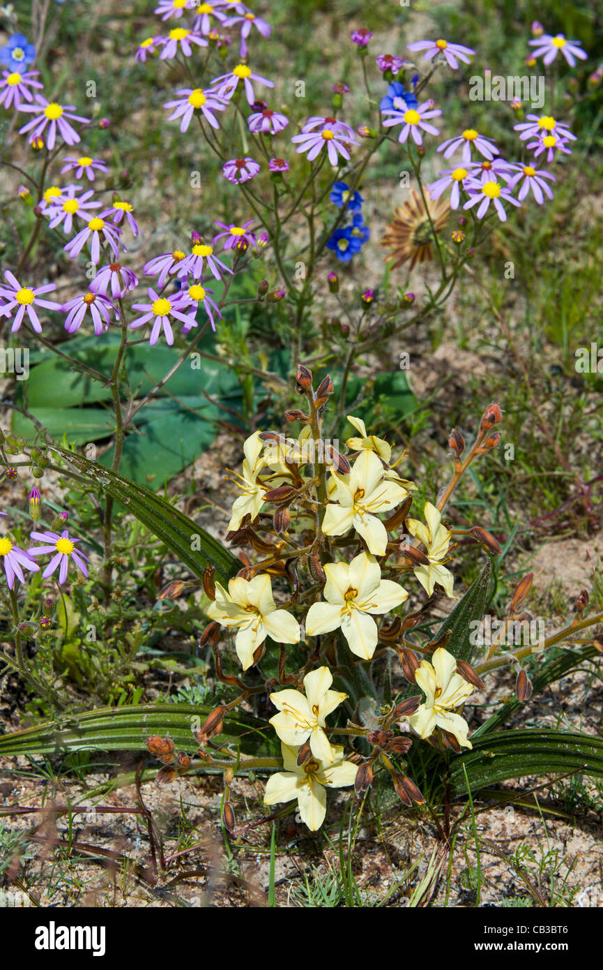 Fiori Selvatici nel display nella Tinie Versfeld selvaggio fiore Reserve Western Cape Sud Africa Foto Stock
