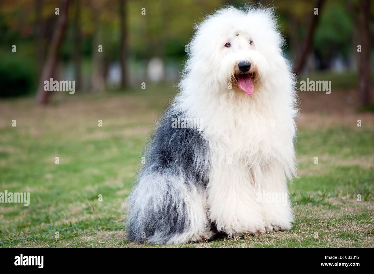 Un vecchio sheepdog inglese in piedi sul prato Foto Stock