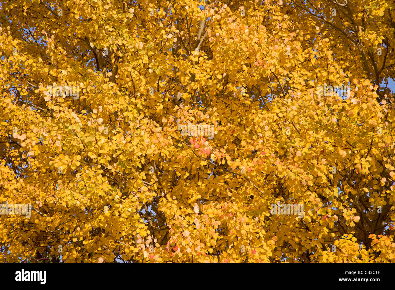 Autunno - colore della corona di Aspen Foto Stock