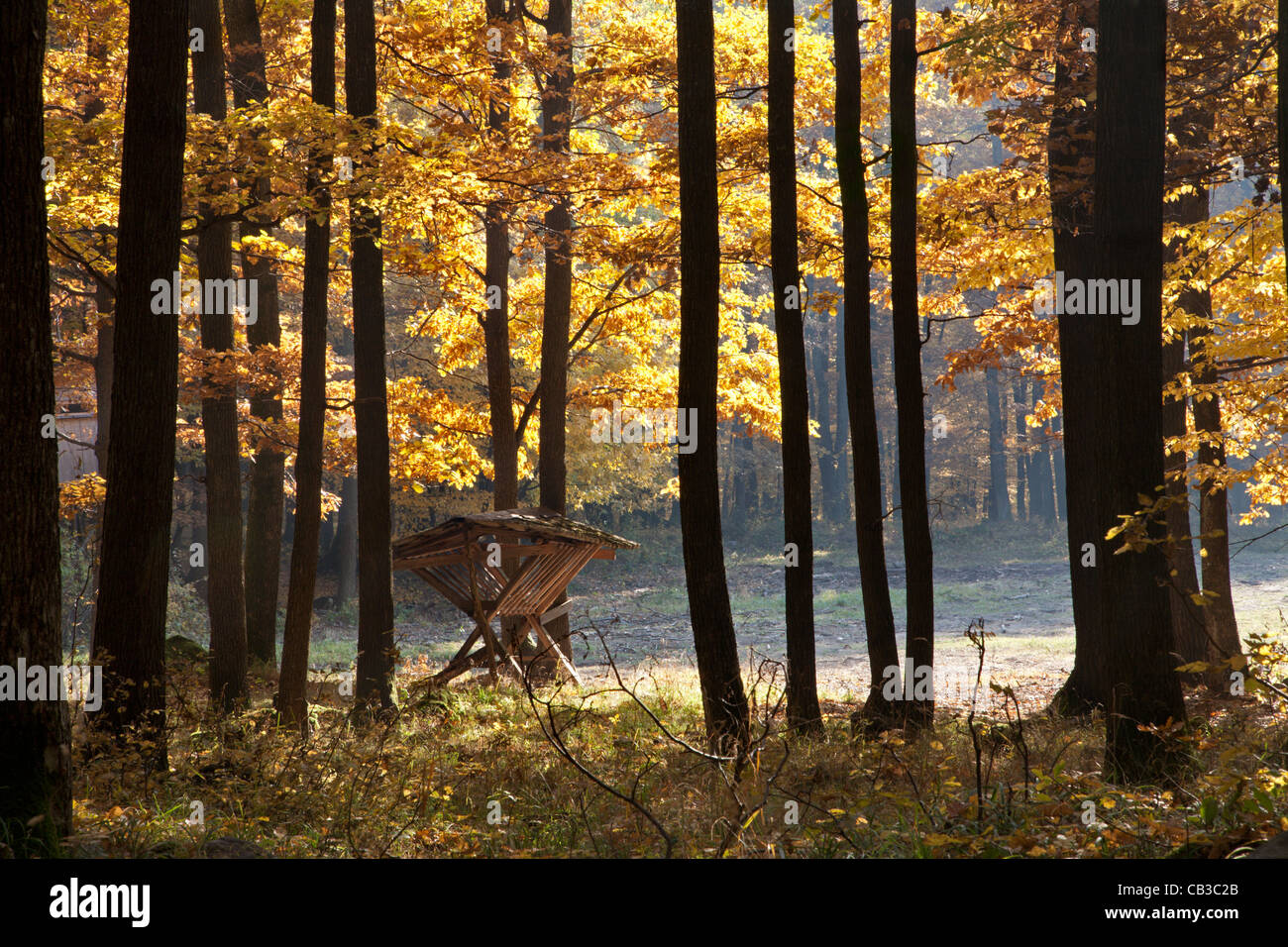 Presepe nella foresta di autunno Foto Stock
