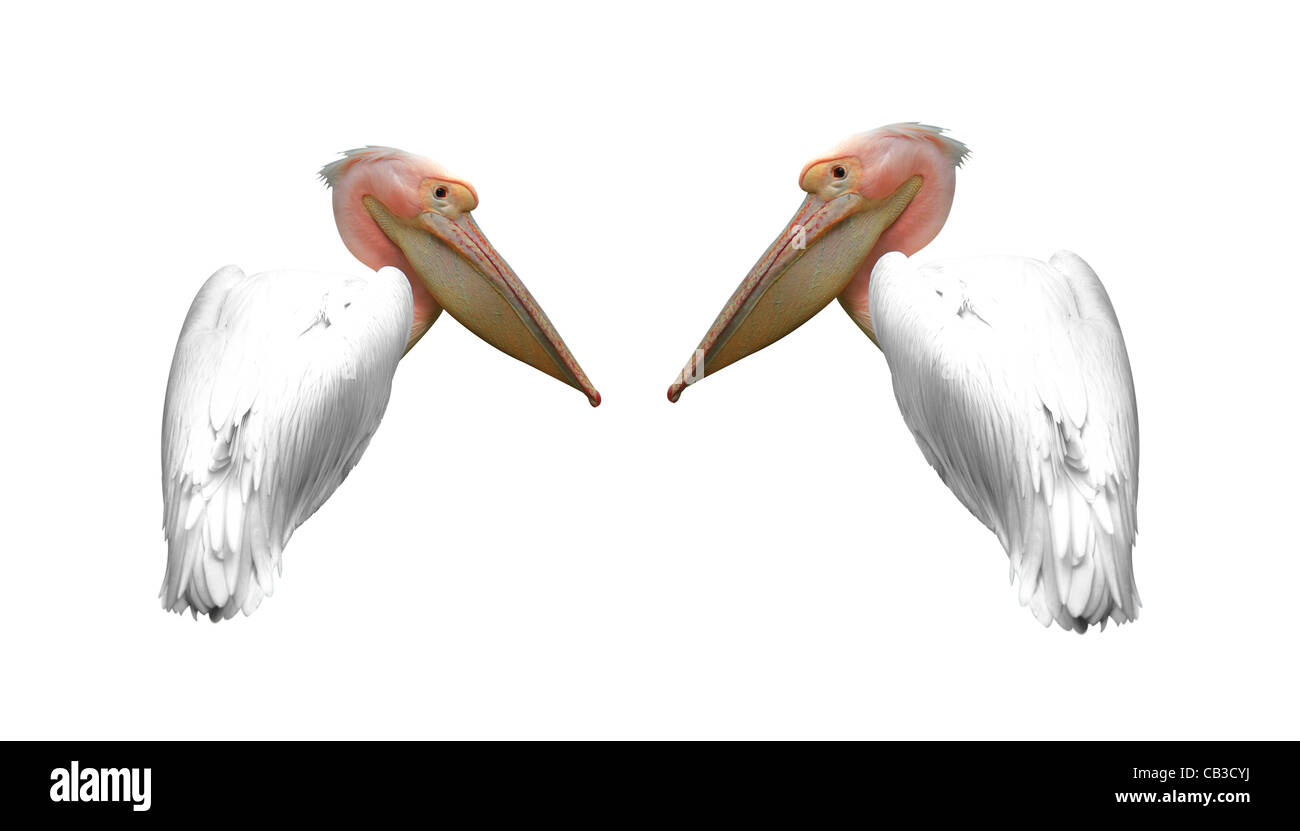 Coppia di pelican ottimistico Foto Stock
