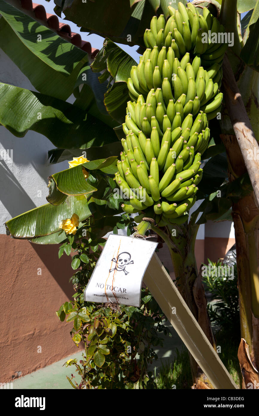 Vietata la raccolta delle banane, Tenerife, Isole Canarie, Spagna. Foto Stock