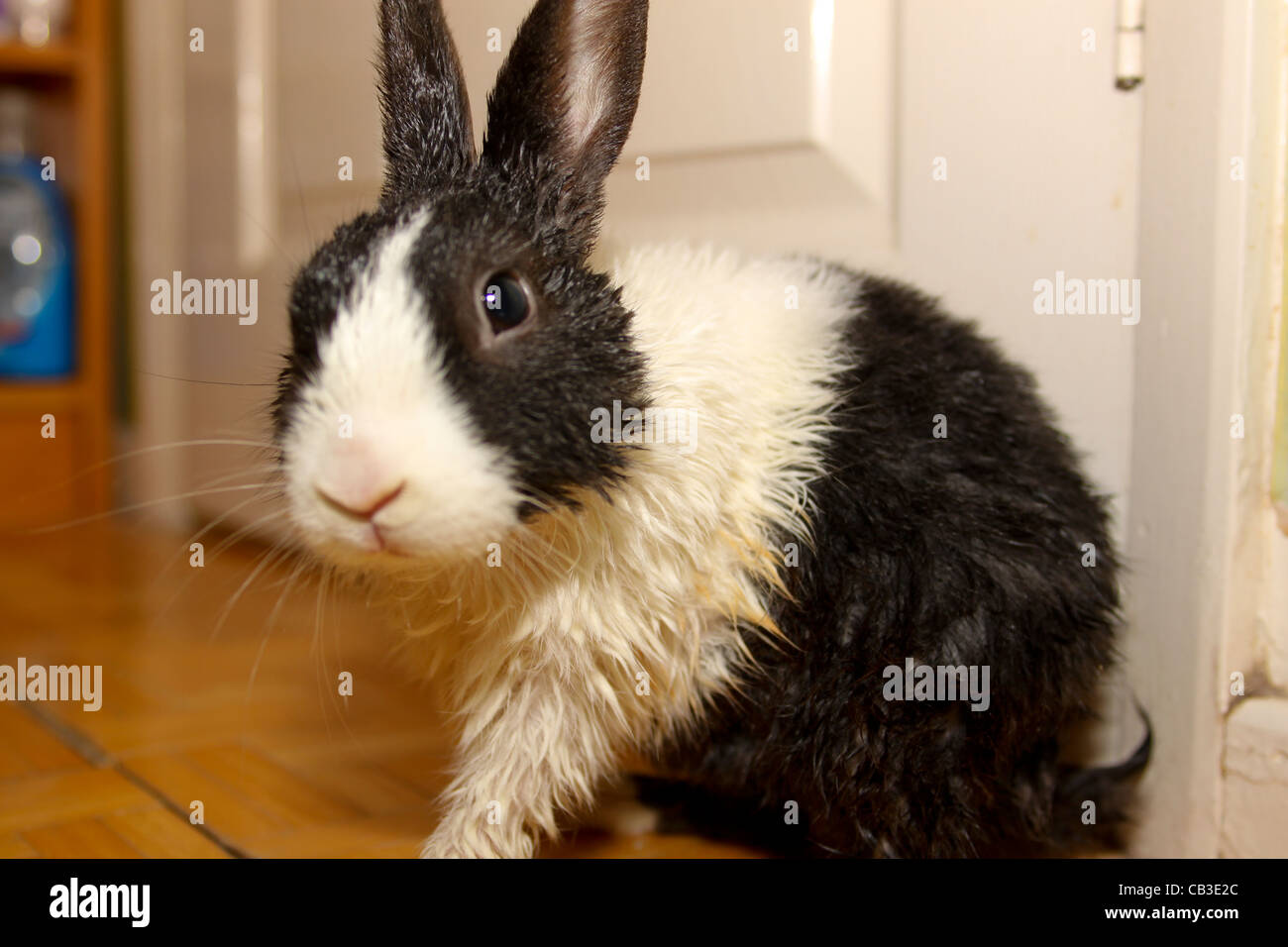 Umido di coniglio pet dopo il bagno Foto Stock