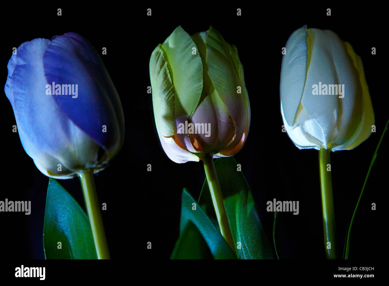 Tulipani di seta su sfondo scuro Foto Stock
