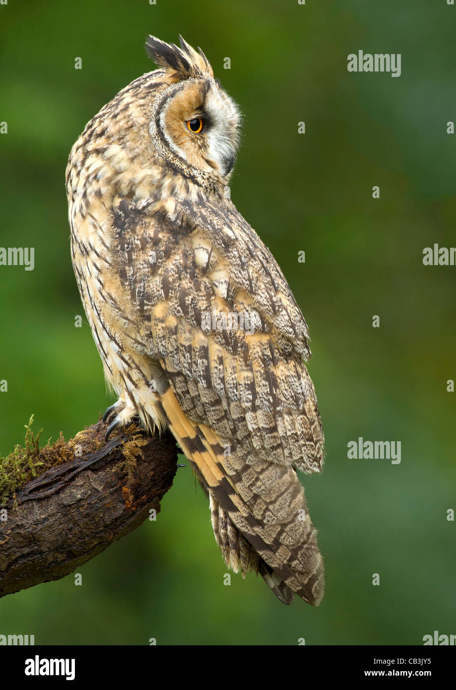 Gufo comune - Asio otus Foto Stock