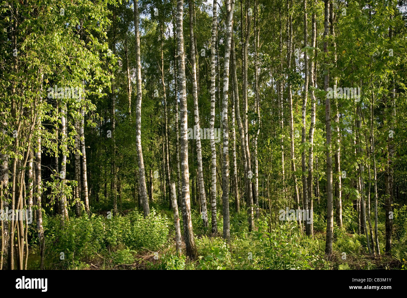 Argento betulla foresta di alberi di legno di foreste boschi svezia svedese Foto Stock