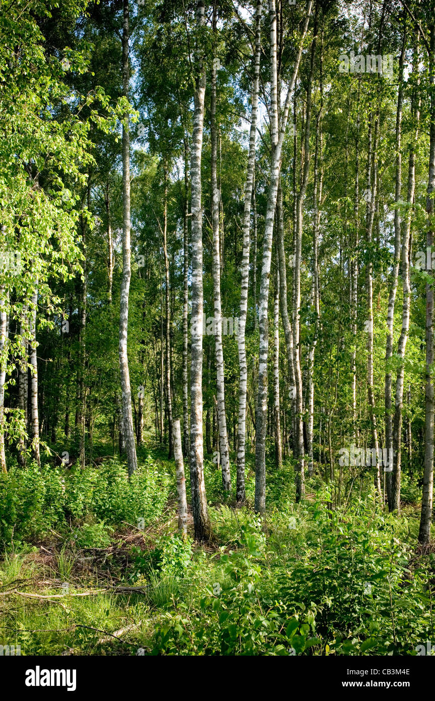 Argento betulla foresta di alberi di legno di foreste boschi svezia svedese Foto Stock