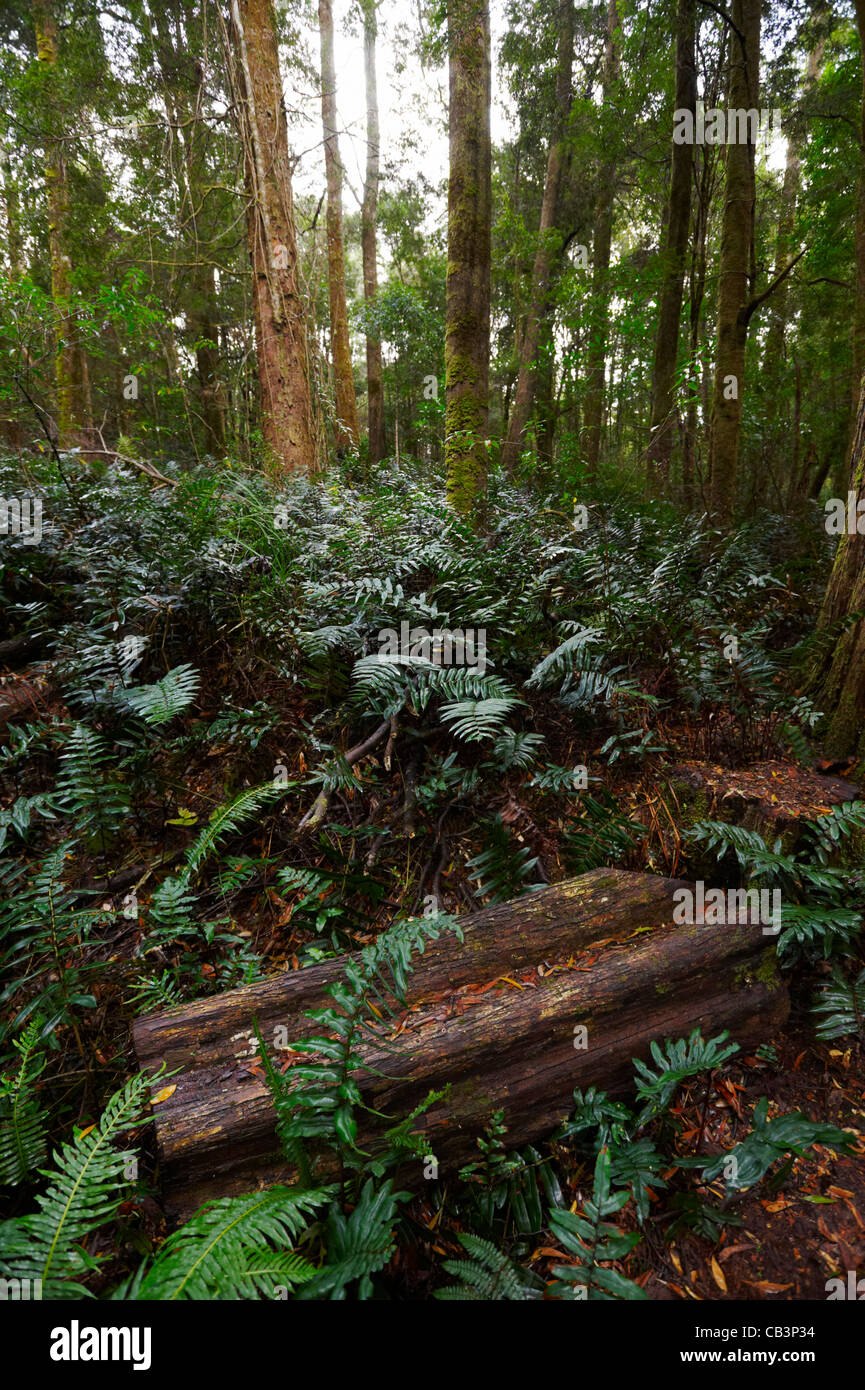 Le felci in foreste pluviali temperate, popoli Park, Strahan, Tasmania, Australia Foto Stock