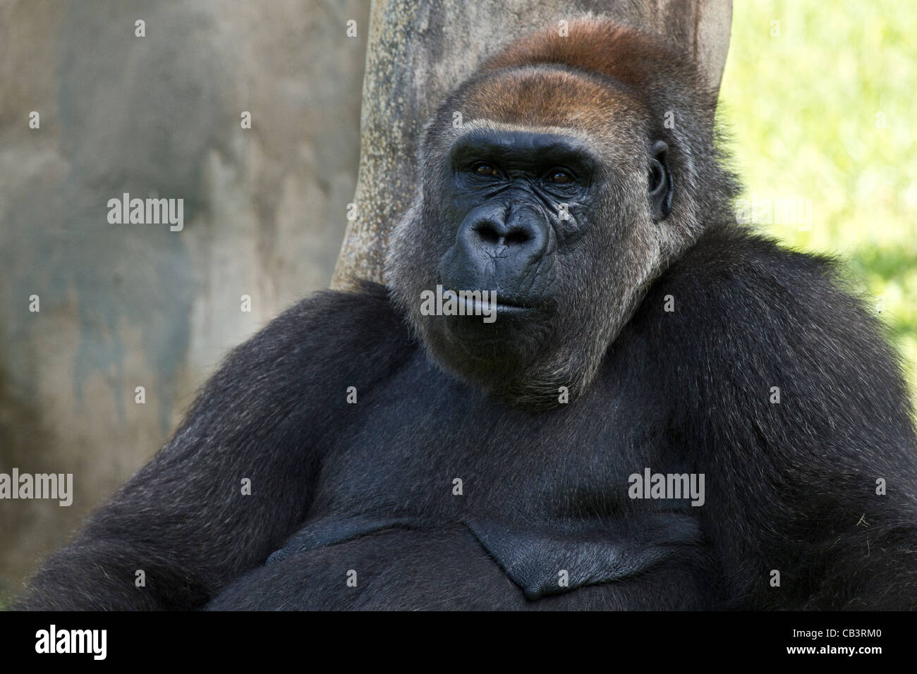 Gorilla di pianura Foto Stock