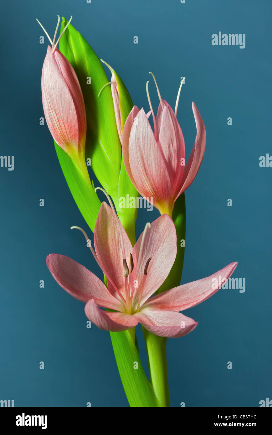 Schizostylis Fenland Alba (Giglio Kaffir) Foto Stock