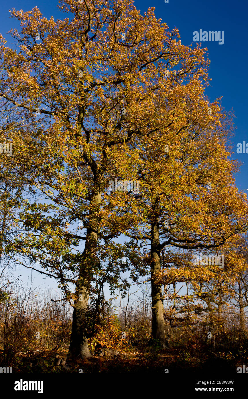 Oaks in autunno, grande legno; vegetazione di riserva a Ranscombe Farm, Kent. Foto Stock