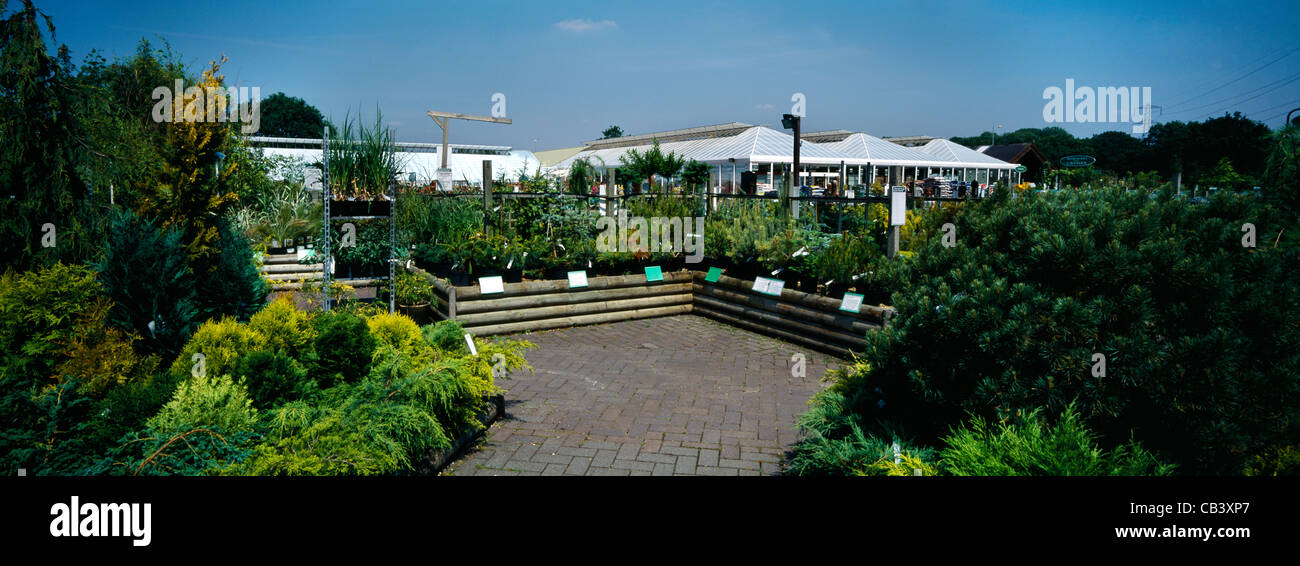 Chessington Centro giardino conifere crescente Foto Stock