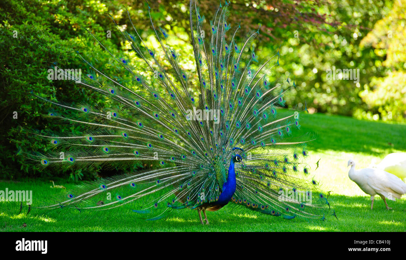 Isola Madre,Giardino,Palace,Pavoni,Peahens,tranquillo,Tropical,Evergreen,Lago Maggiore,Lago di Maggiore,laghi italiani,Italia Foto Stock