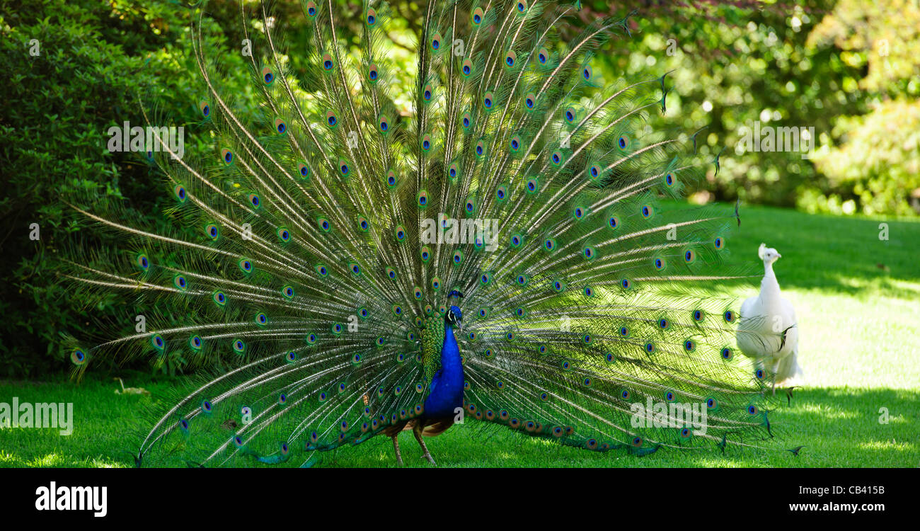 Isola Madre,Giardino,Palace,Pavoni,Peahens,tranquillo,Tropical,Evergreen,Lago Maggiore,Lago di Maggiore,laghi italiani,Italia Foto Stock